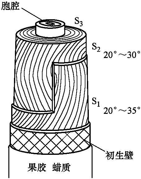 2.4 棉纖維的形態(tài)結(jié)構(gòu)